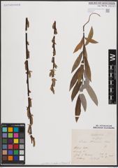Foto von Salix daphnoides Vill. x Salix eleagnos Scop.